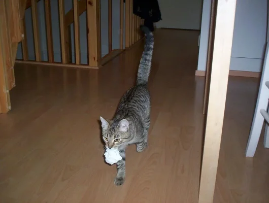 Psyko tuo paperipalloa.webp