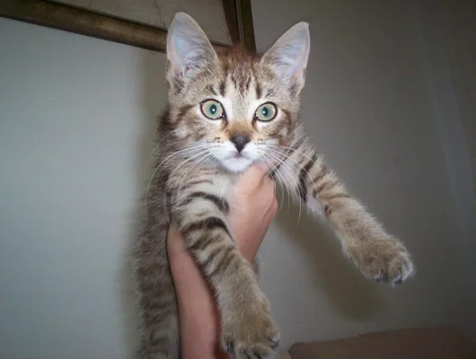 Psyko pienenä2.webp