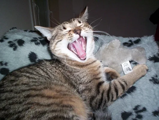 Psyko haukottelee.webp