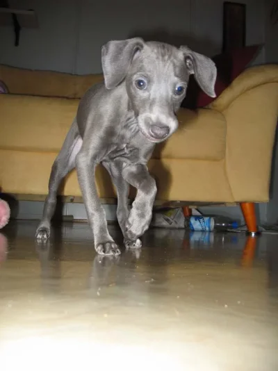 vertti uteliaana.webp