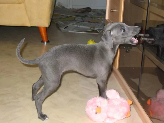 vertti syö kaapinovea.webp