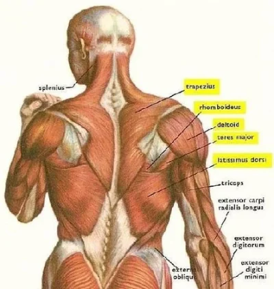 444_mid_back_pain.webp