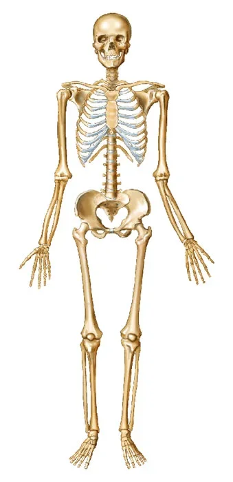 SkeletonAnterior.webp