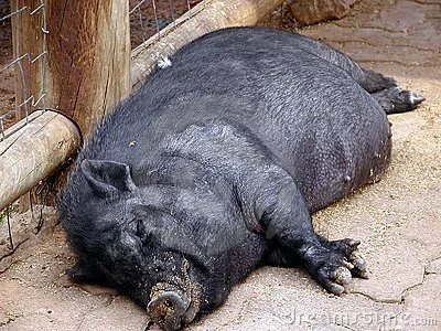 sleeping-pig-1-04051.webp