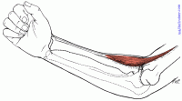 brachioradialis-muscle2.gif