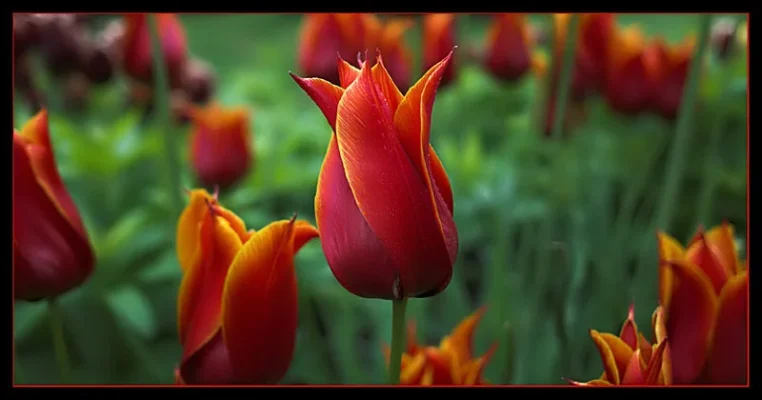 tulp.webp