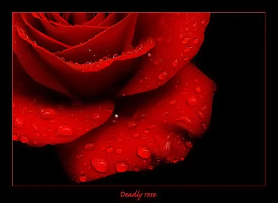 deadlyrose.webp