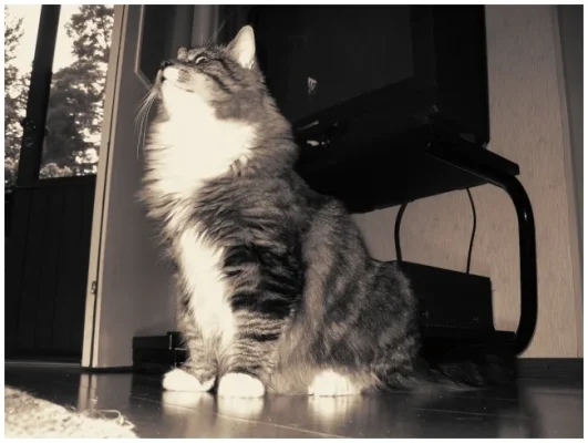 roopea editoitu lisää.webp