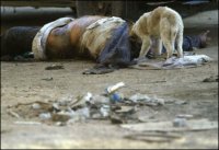 A stray dog feeds on an Iraqi corpse. US Marines are now jpeg.jpg