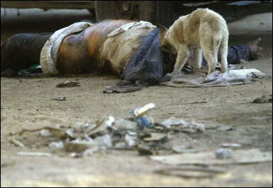 A stray dog feeds on an Iraqi corpse. US Marines are now jpeg.webp