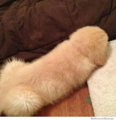 penis-dog.webp