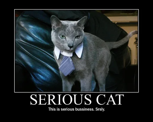 serious_cat_2.webp