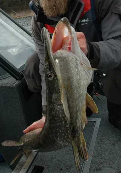 DSC_0009 2 (450x640).webp