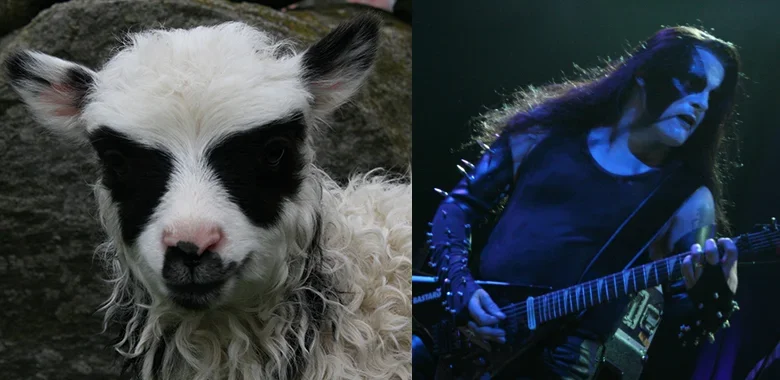 blackmetal-sheep.webp