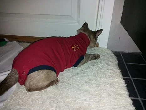 haalari.webp haalari.webp