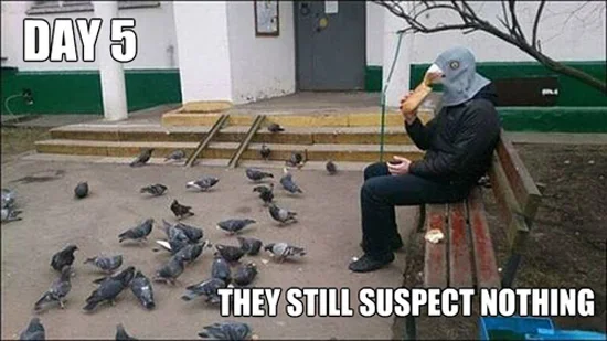 funny-pictures-man-pigeon-mask-undercover.webp