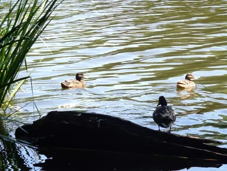 sorsa.webp sorsa.webp