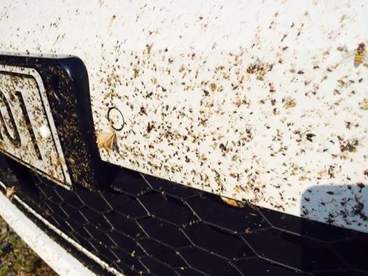 10377164_10152599876327241_7216916402315622047_n.webp 10377164_10152599876327241_7216916402315622047_n.webp