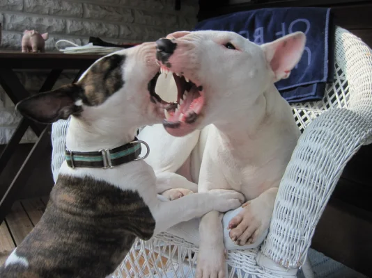 sakke ja salli 2.webp sakke ja salli 2.webp