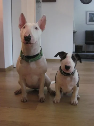 sakke ja salli.webp sakke ja salli.webp