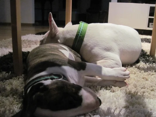 possut.webp possut.webp