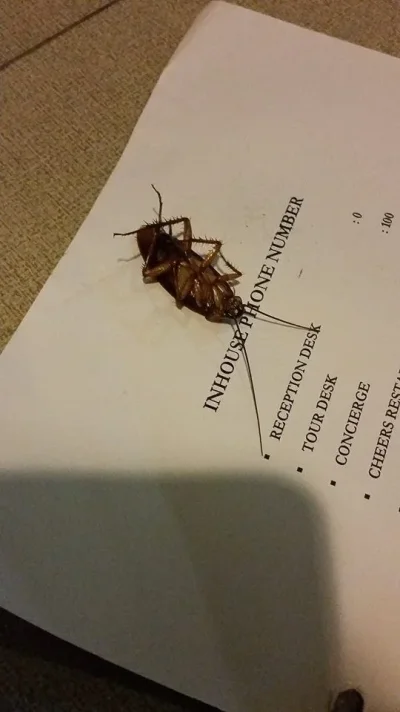 kämppis.webp kämppis.webp