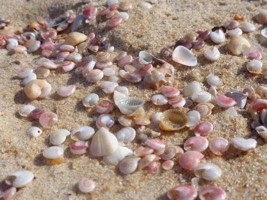 simpukoita.webp simpukoita.webp