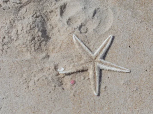 meritähti.webp meritähti.webp