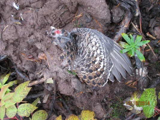 siipi.webp siipi.webp