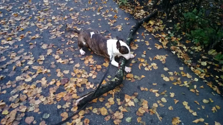 keppi.webp keppi.webp