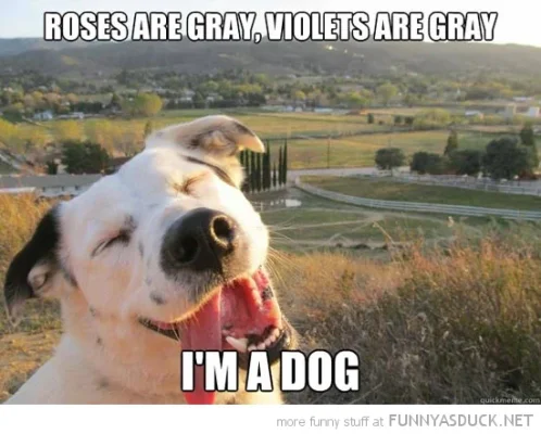 funny-roses-violets-grey-im-dog-happy-pics.webp