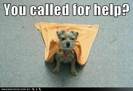 funny-dog-pictures-called-help.webp