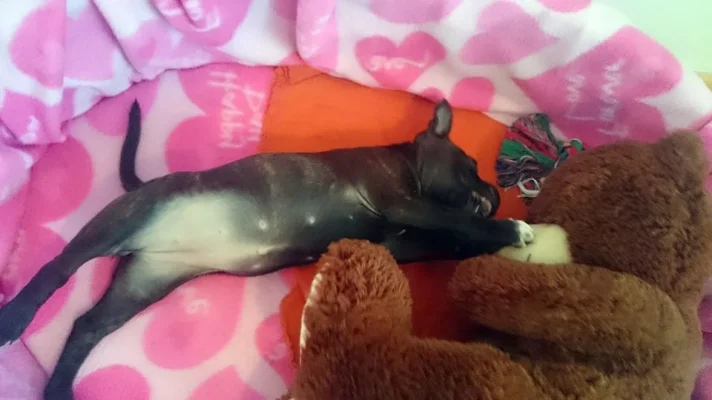 sevi nalle.webp sevi nalle.webp