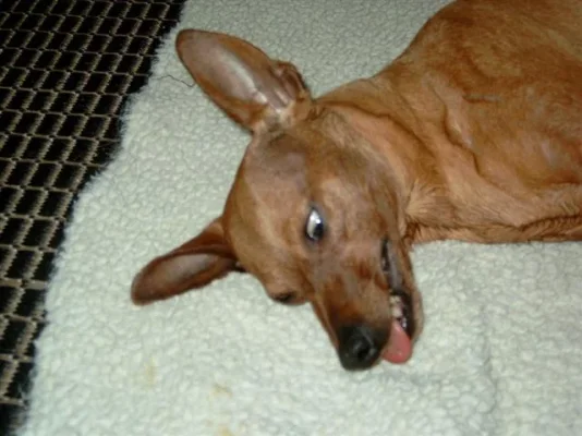 tajuton 001 (Small).webp