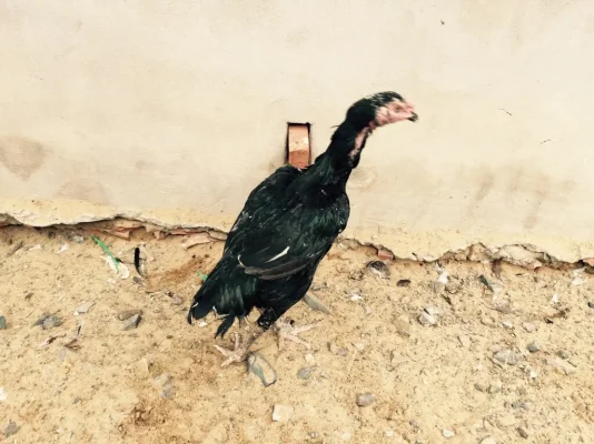 ImageUploadedByTapatalk1417778389.911929.webp ImageUploadedByTapatalk1417778389.911929.webp