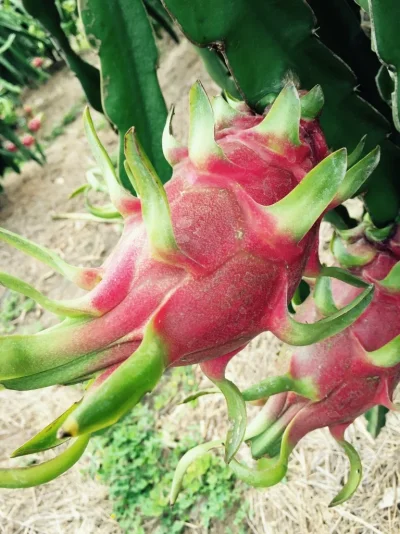 ImageUploadedByTapatalk1417989416.565675.webp ImageUploadedByTapatalk1417989416.565675.webp