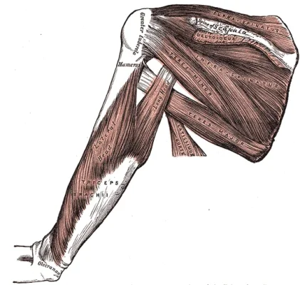 triceps brachii latissimus dorsi.webp triceps brachii latissimus dorsi.webp