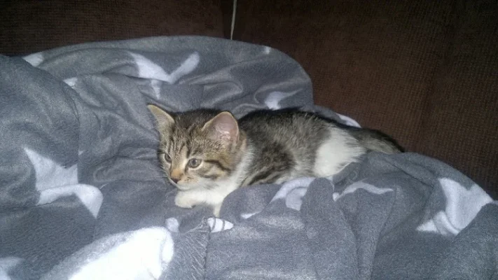 Tyyne juniori 2.webp