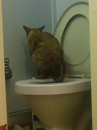 jössillä.webp jössillä.webp