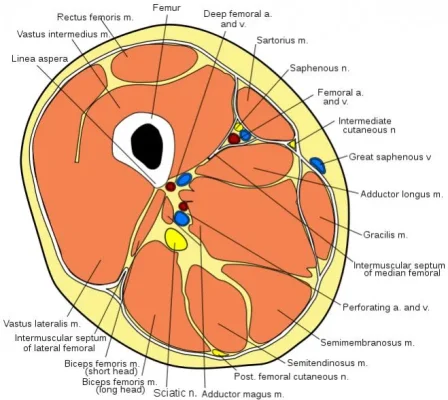 posterior thigh.webp