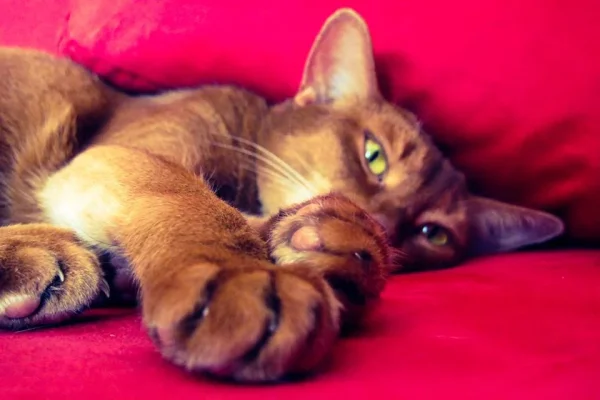 1925277_10152073948728867_1834484237_n.webp 1925277_10152073948728867_1834484237_n.webp