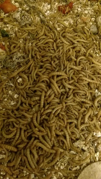 2015-06-16 09.18.43-1.webp